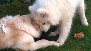 pension canine chien Doubs